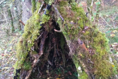 A wee howff at Loch Oich