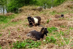 Wild Goats