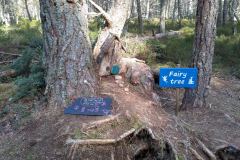 Fairy Tree at Loch Garten