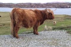 Heilan Coo