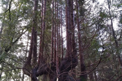 Tree on the Great Glen Way