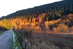 Sunset Trees at Loch Oich Driveway