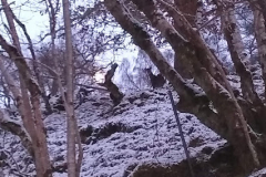 A deer in the woods beside True North Lodge