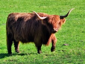 Highland Cow Walking