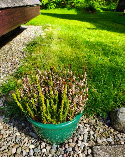 Heather Outside